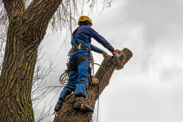 Mi Wuk Village, CA Tree Care Services Company