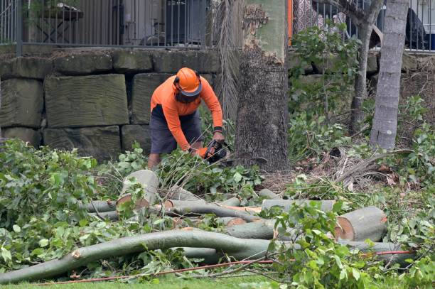 Best Tree Risk Assessment  in Mi Wuk Village, CA