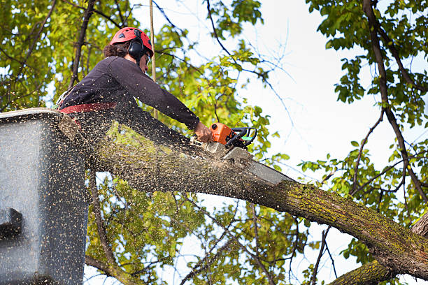 Best Root Management and Removal  in Mi Wuk Village, CA