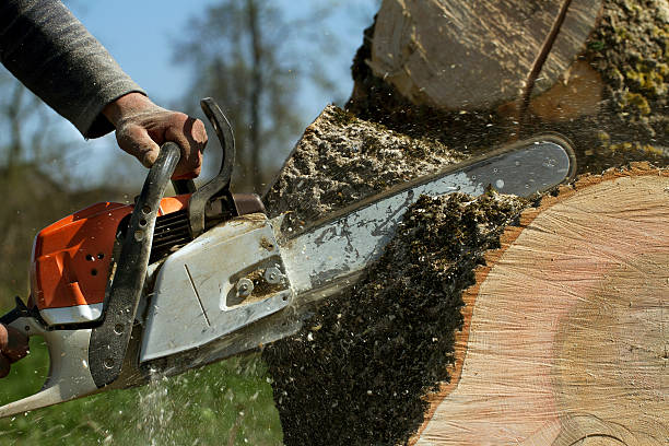 Best Fruit Tree Pruning  in Mi Wuk Village, CA