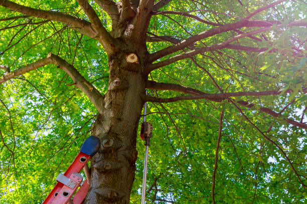 Best Tree Trimming and Pruning  in Mi Wuk Village, CA